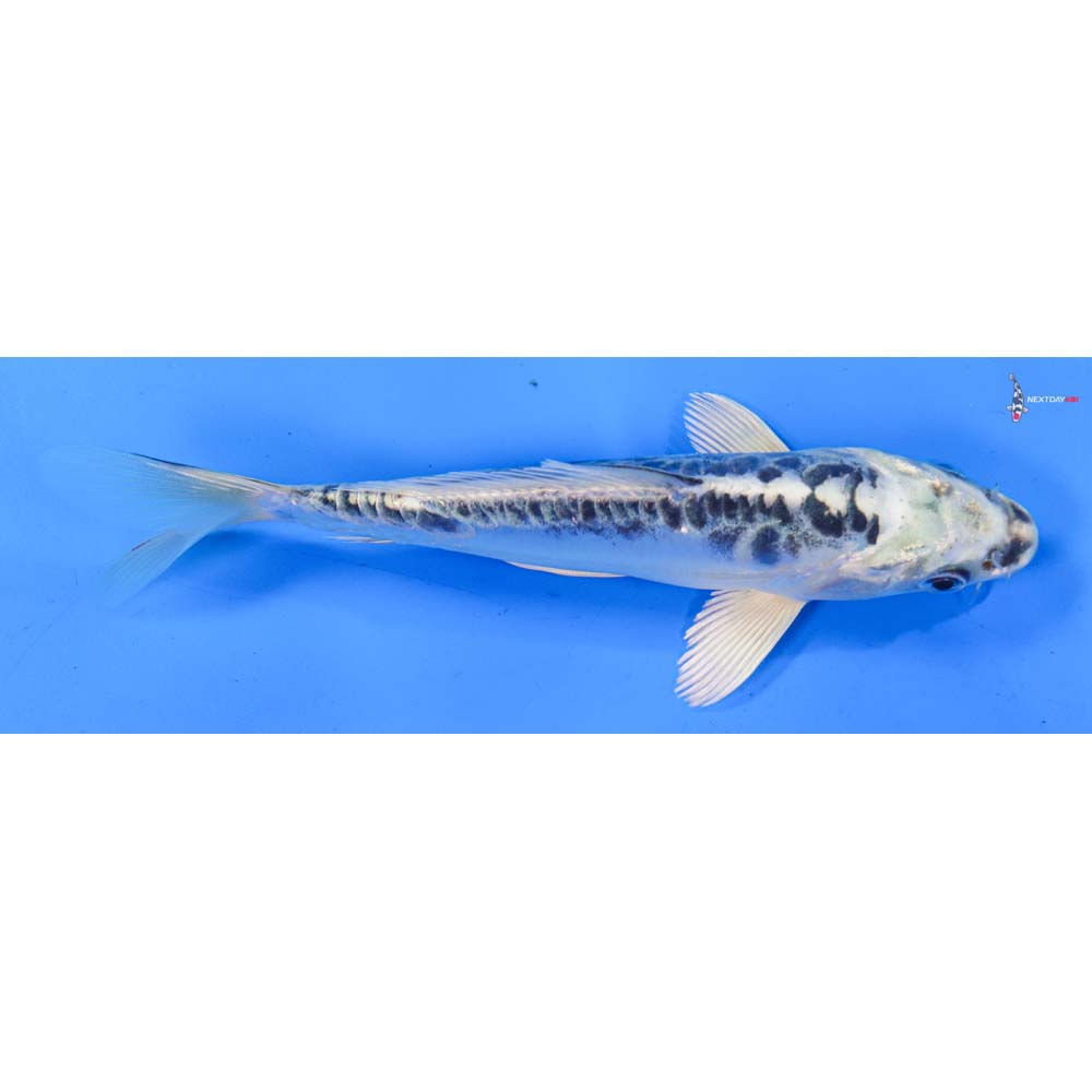 6.5” Imported Doitsu Gin Matsuba
