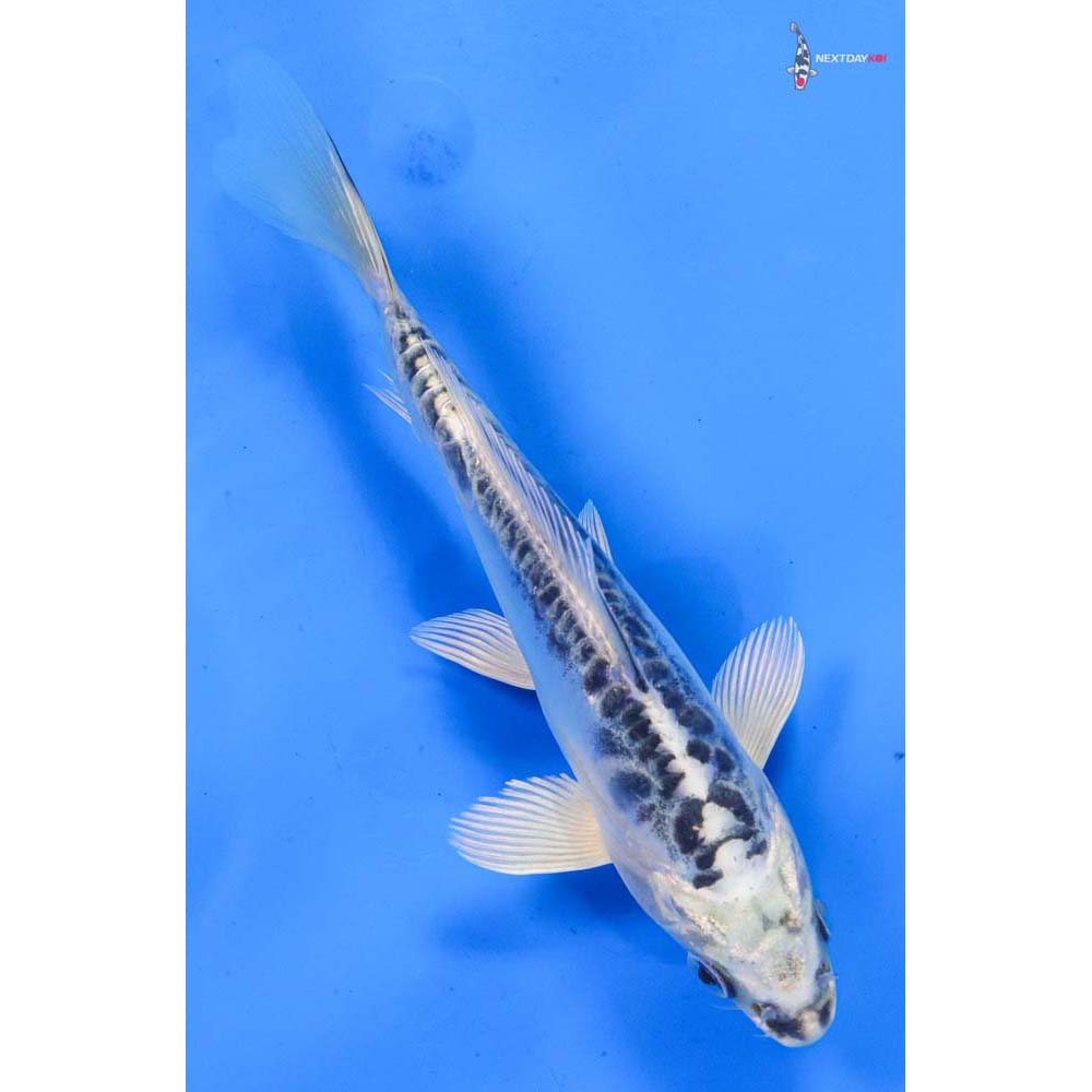 6.5” Imported Doitsu Gin Matsuba
