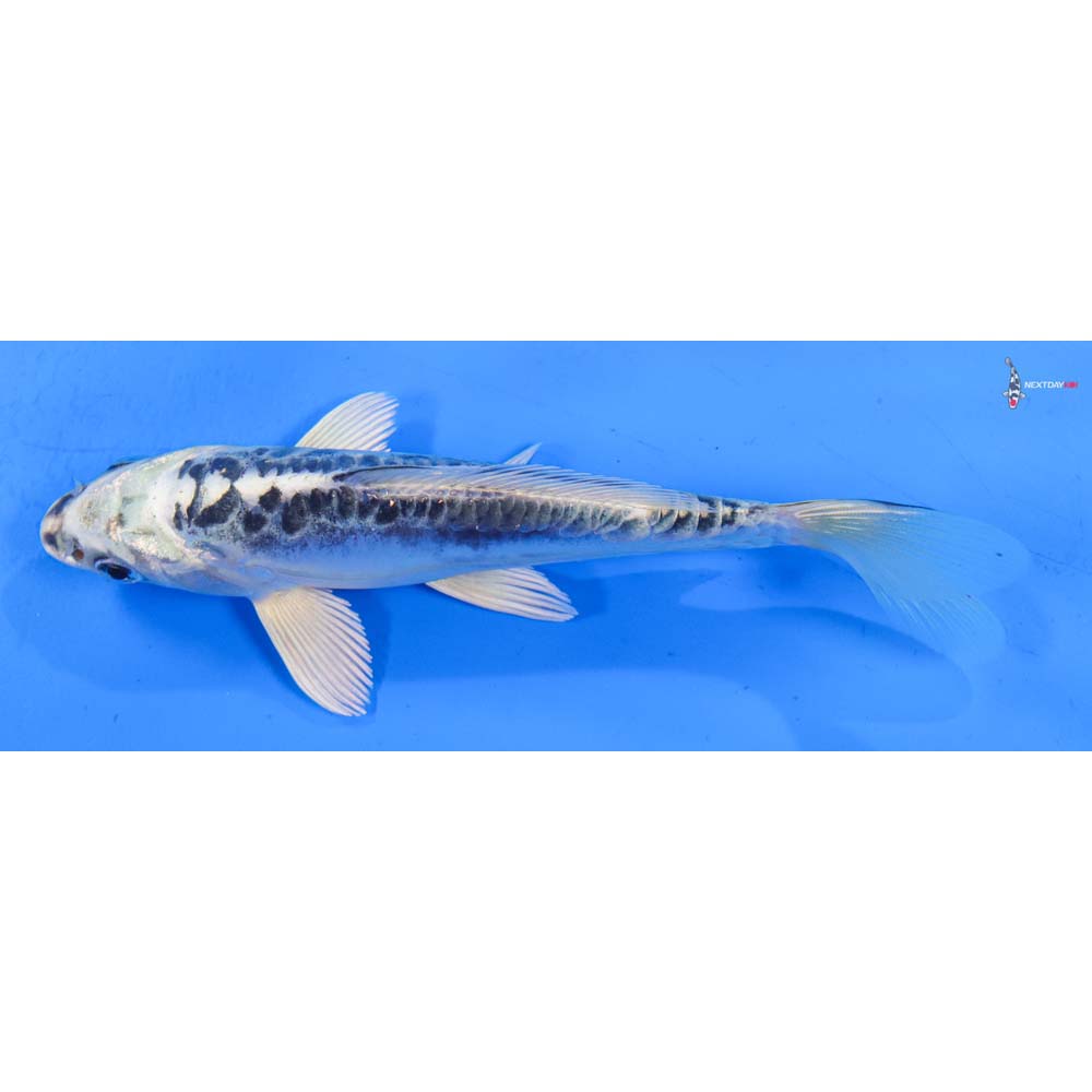 6.5” Imported Doitsu Gin Matsuba
