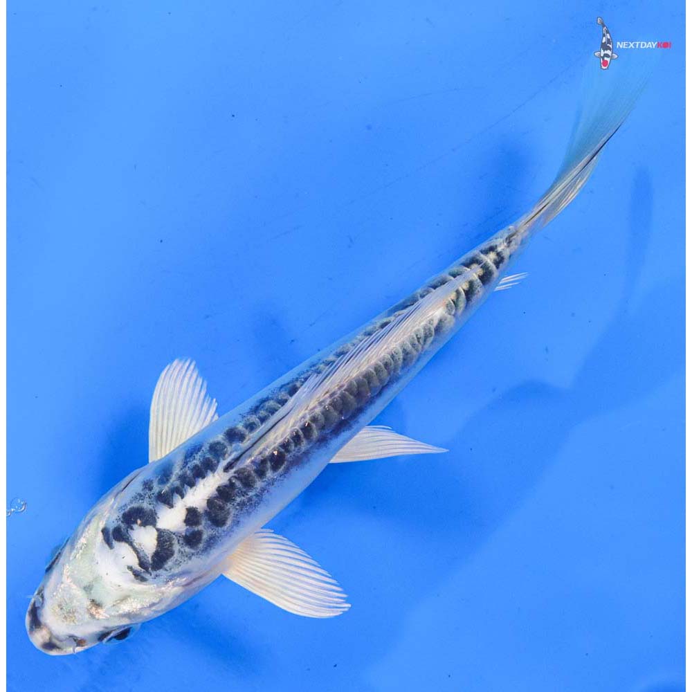 6.5” Imported Doitsu Gin Matsuba