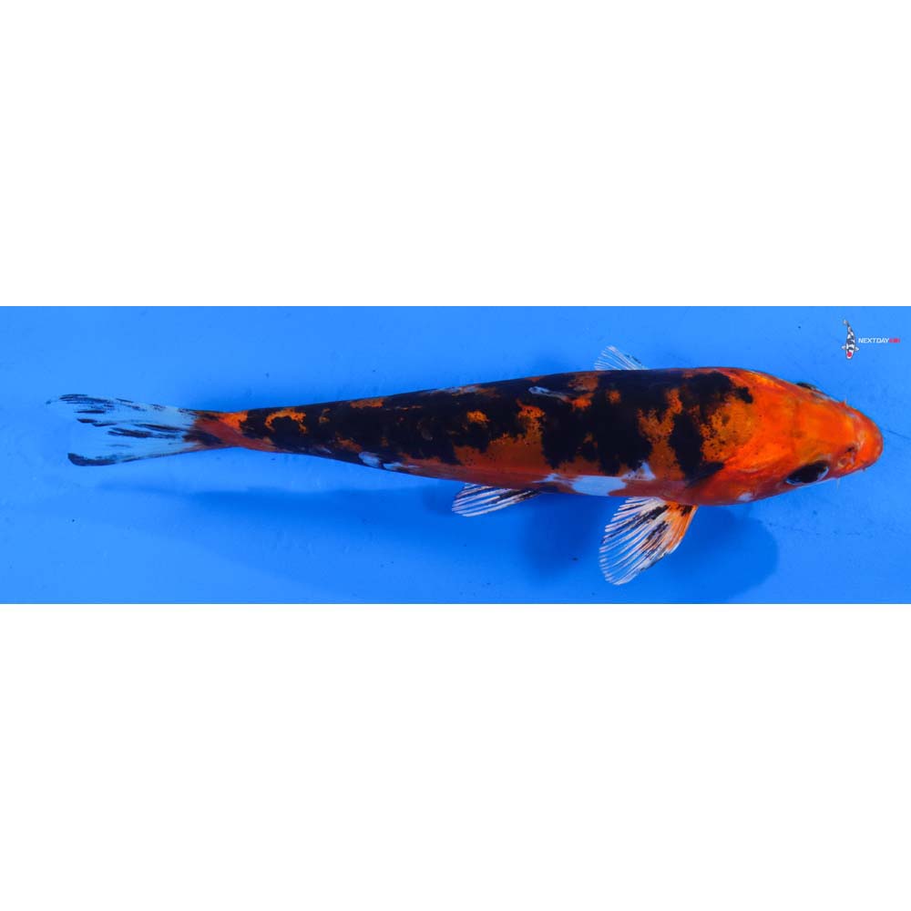 6” Imported Heisei Nishiki