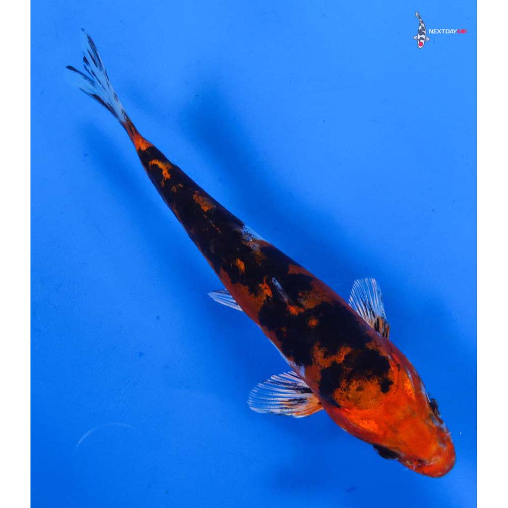 6” Imported Heisei Nishiki