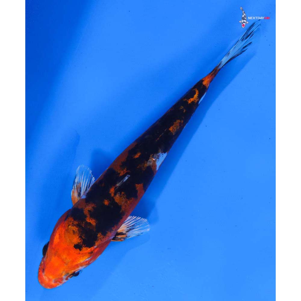 6” Imported Heisei Nishiki