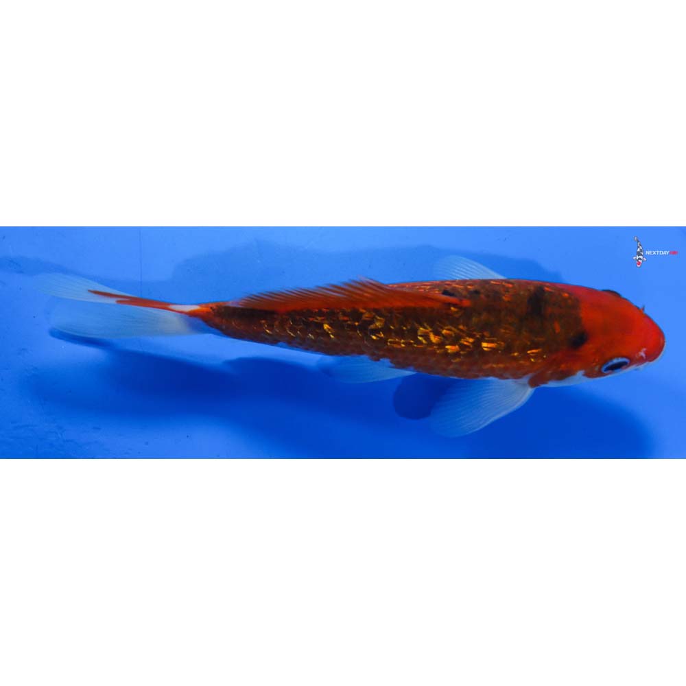 7.5” Imported Gin Rin Goromo