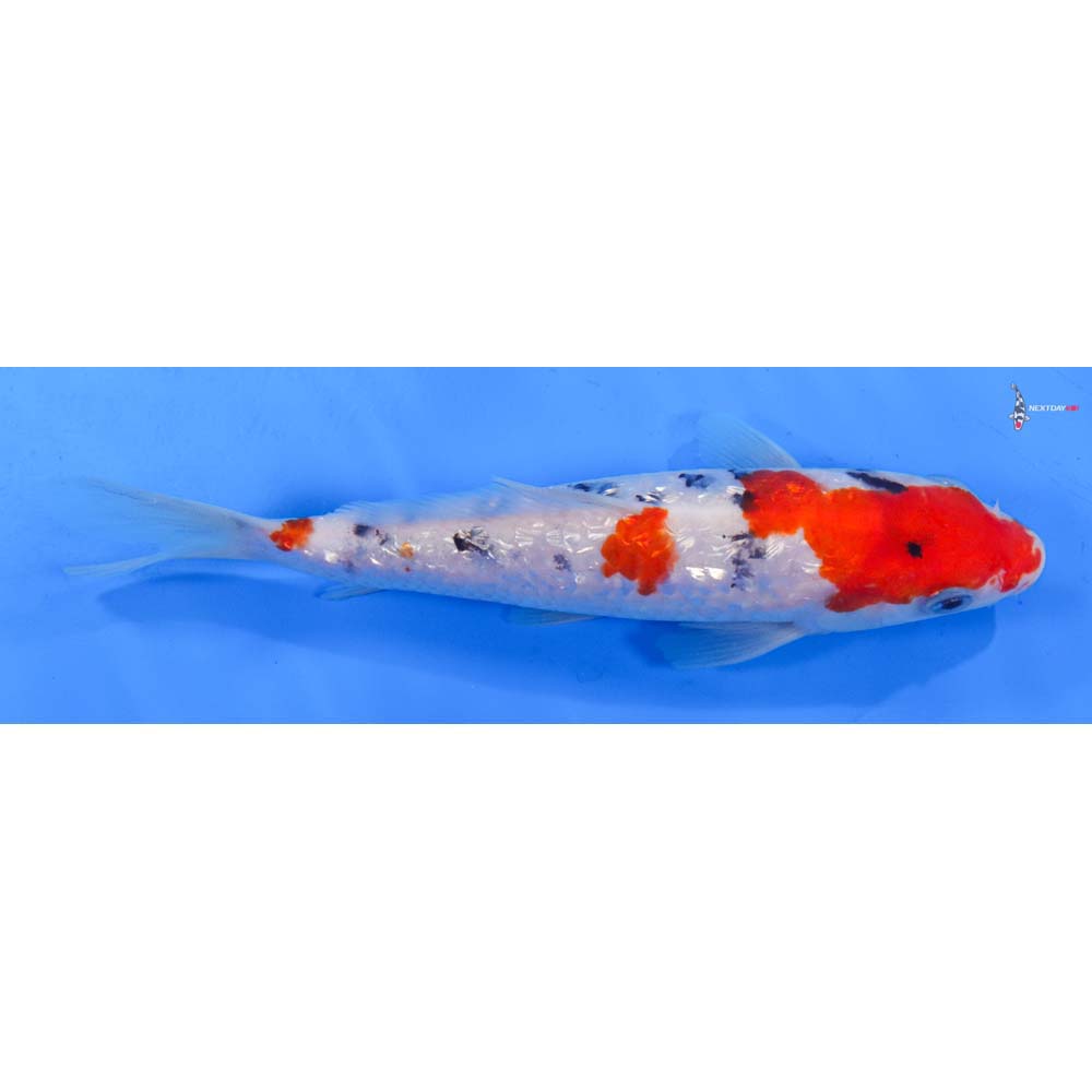 7.5” Imported Gin Rin Sanke