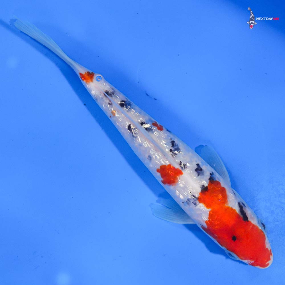 7.5” Imported Gin Rin Sanke
