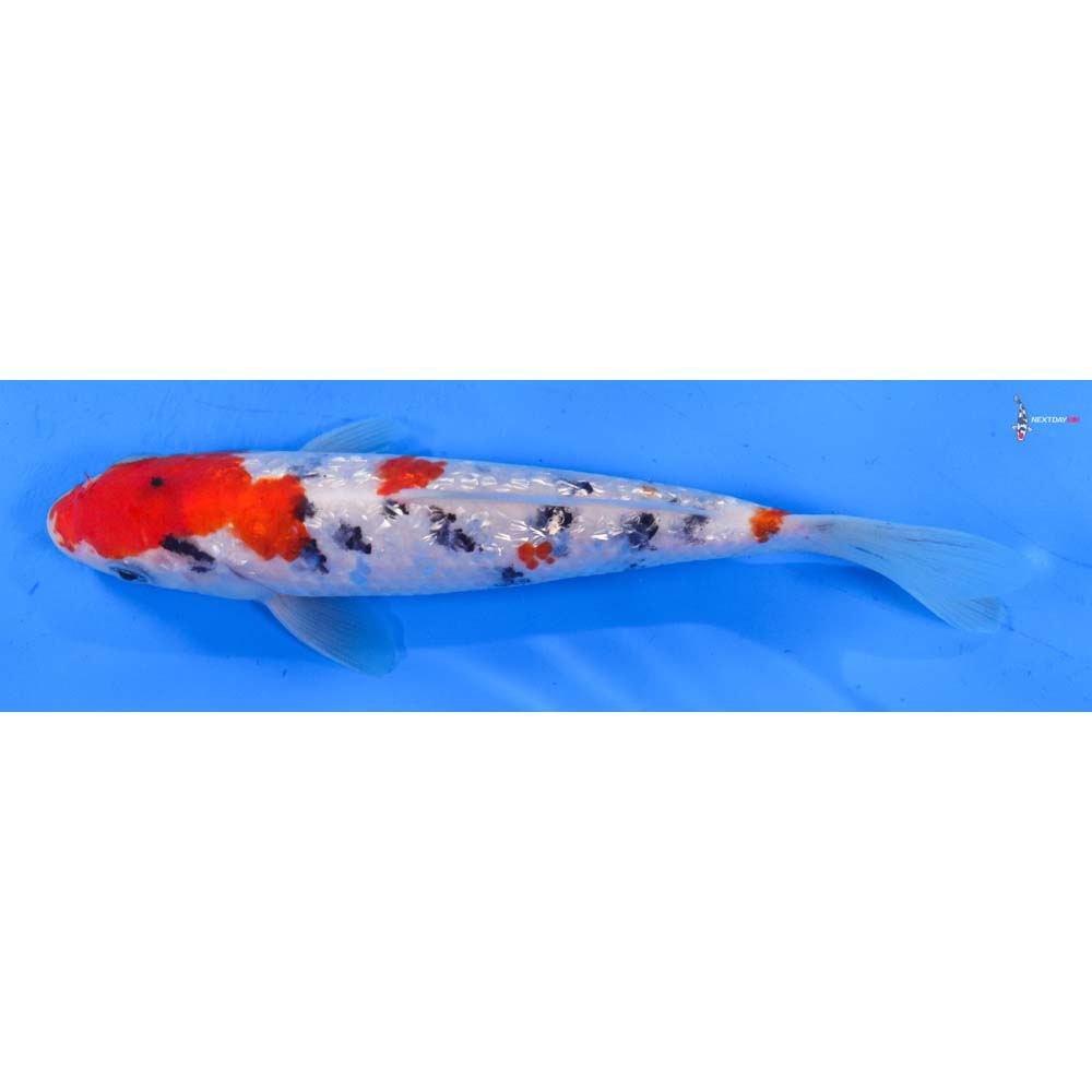 7.5” Imported Gin Rin Sanke