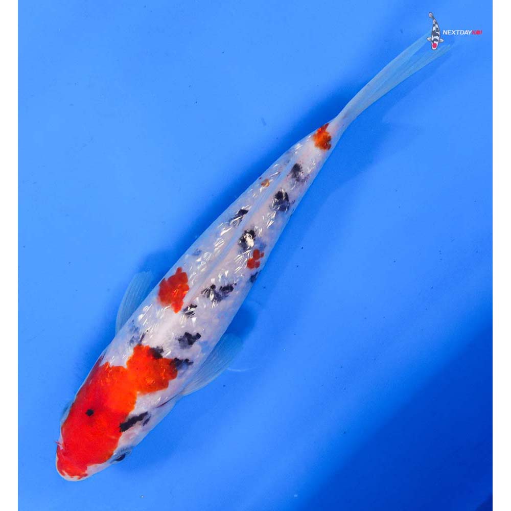 7.5” Imported Gin Rin Sanke