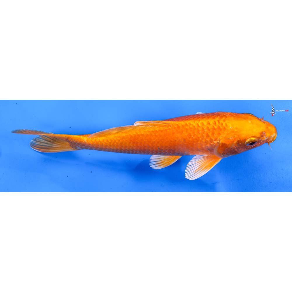 8” Imported Orenji Ogon