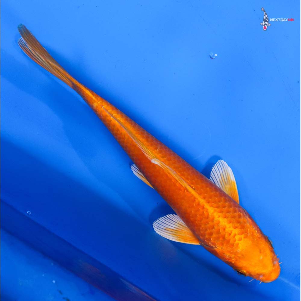 8” Imported Orenji Ogon
