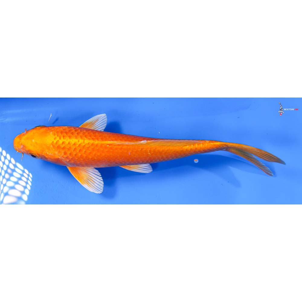 8” Imported Orenji Ogon