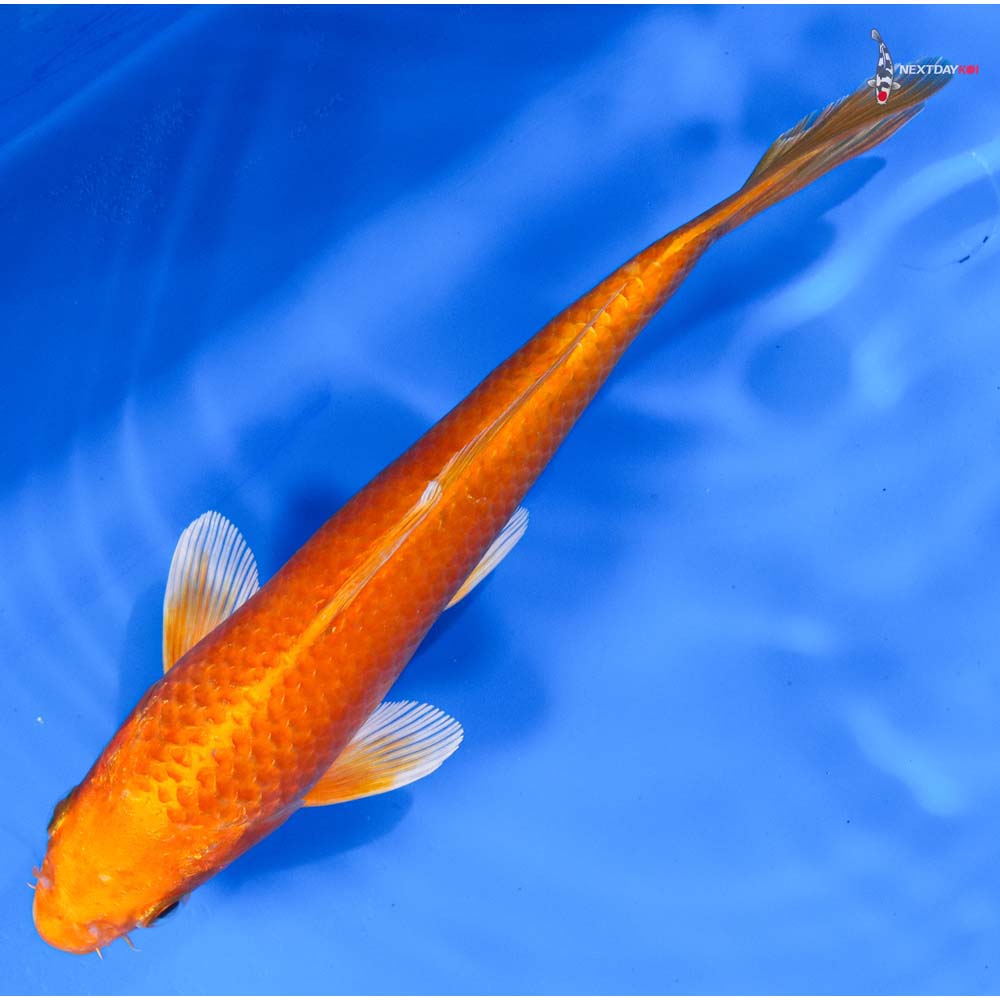 8” Imported Orenji Ogon
