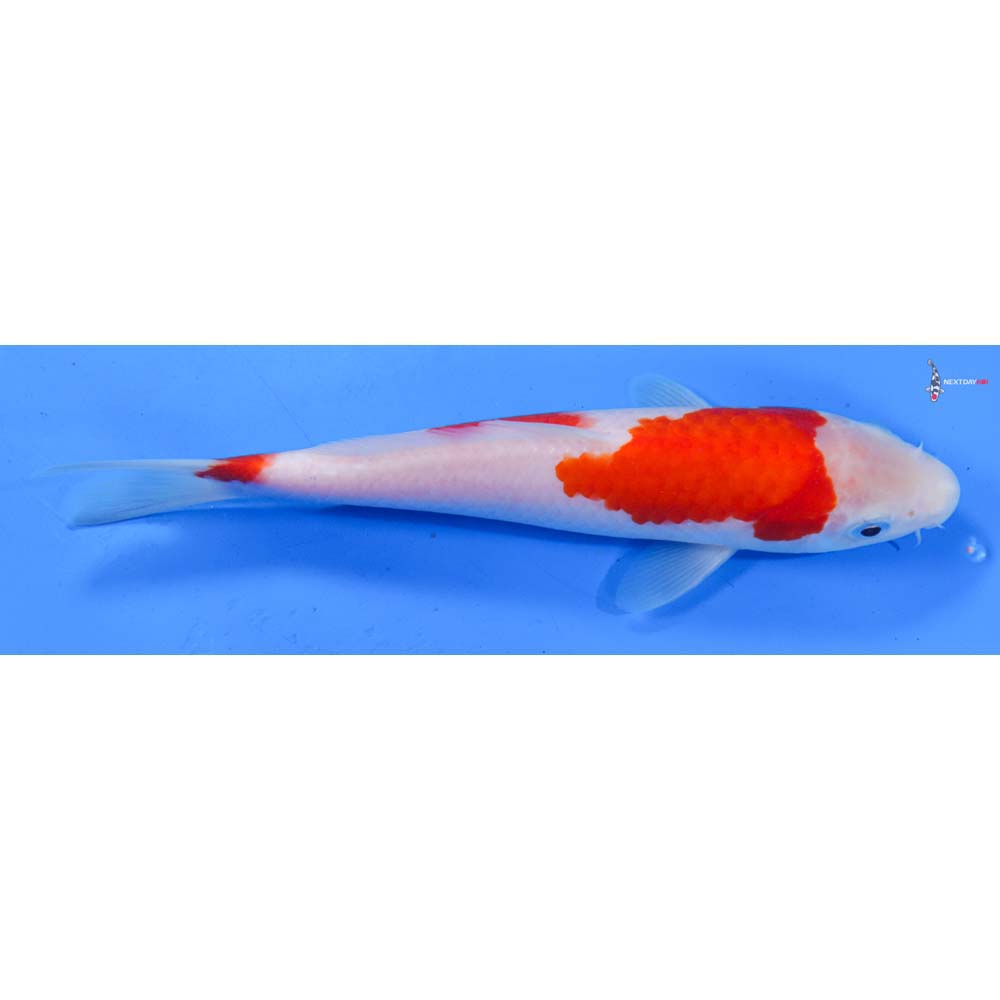 8” Imported Kohaku