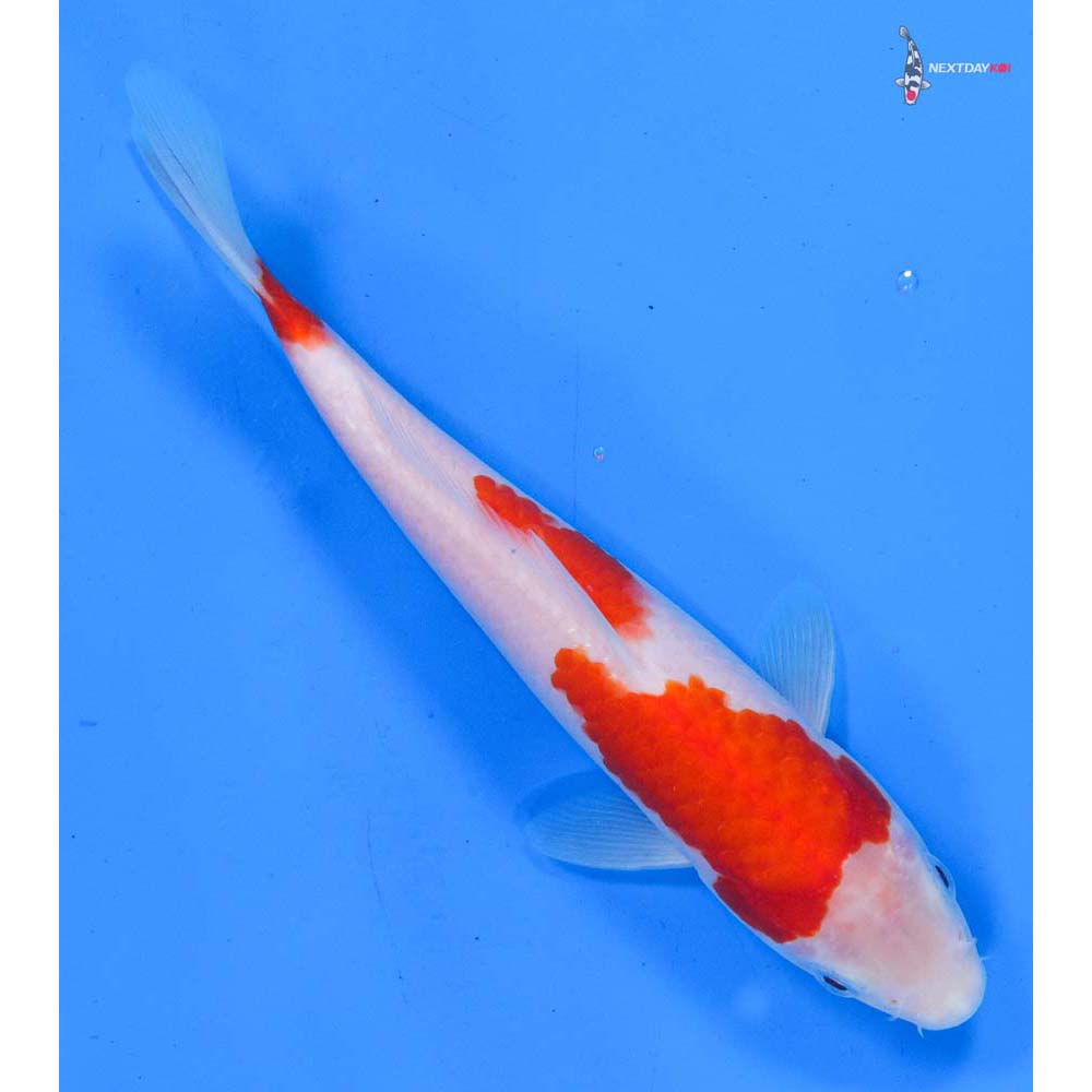 8” Imported Kohaku