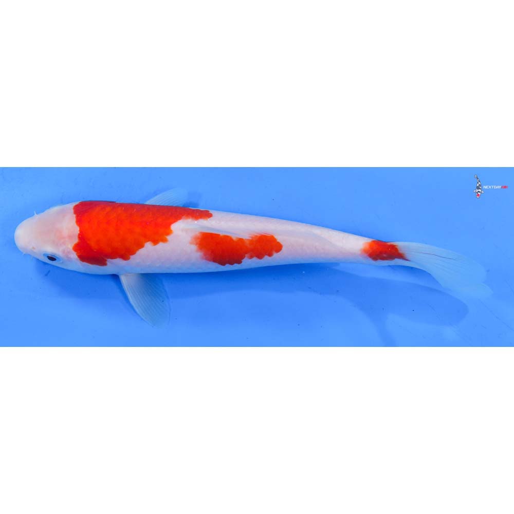 8” Imported Kohaku