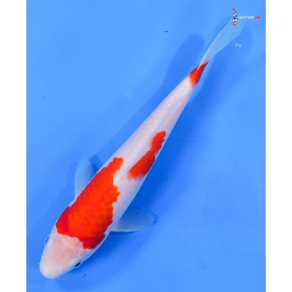 8” Imported Kohaku