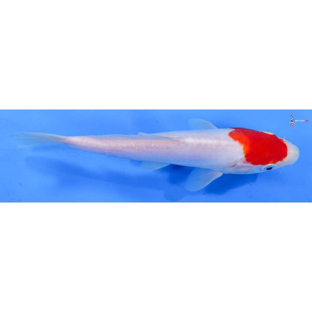 8.5” Imported Kohaku