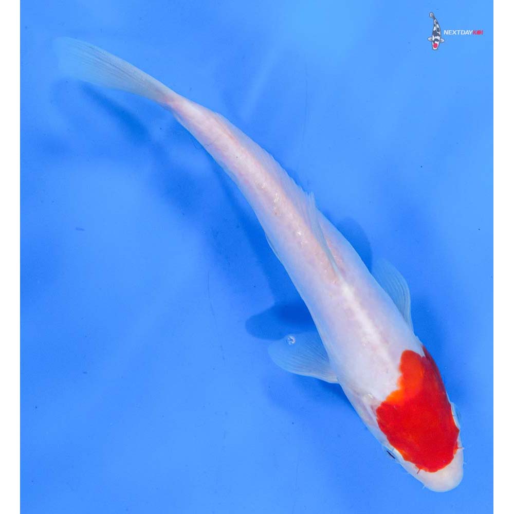 8.5” Imported Kohaku