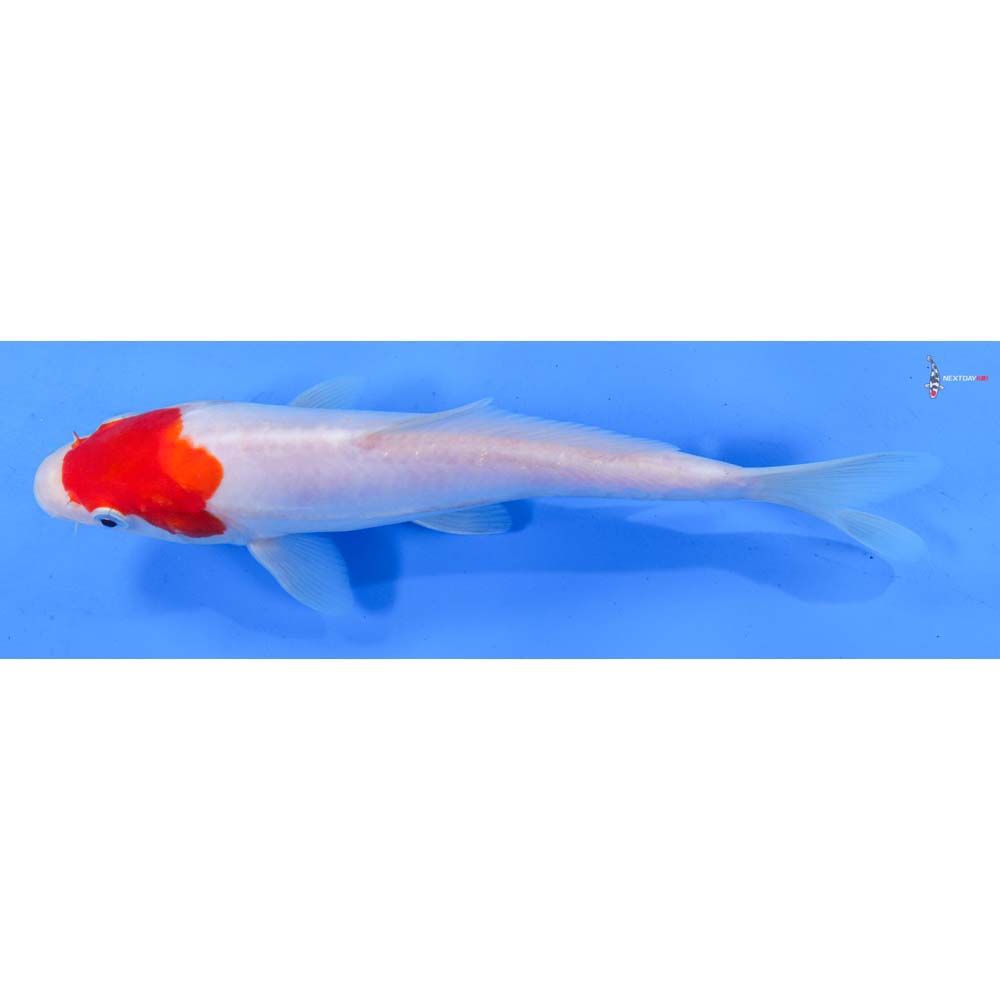 8.5” Imported Kohaku