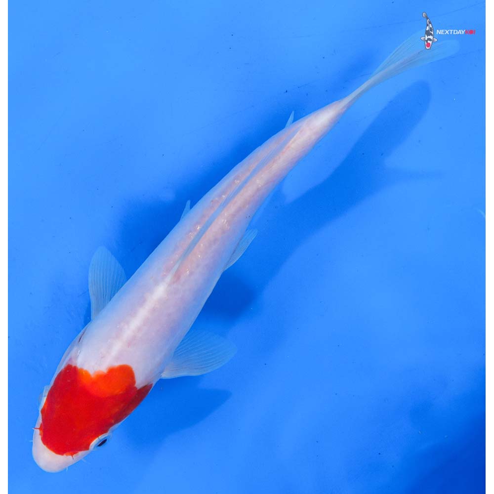 8.5” Imported Kohaku