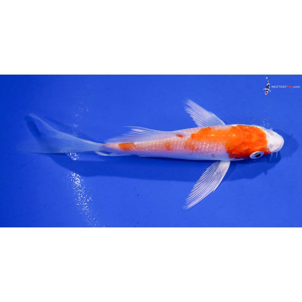 4.5” Imported Hariwake Butterfly Koi