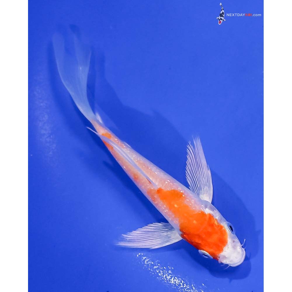 4.5” Imported Hariwake Butterfly Koi