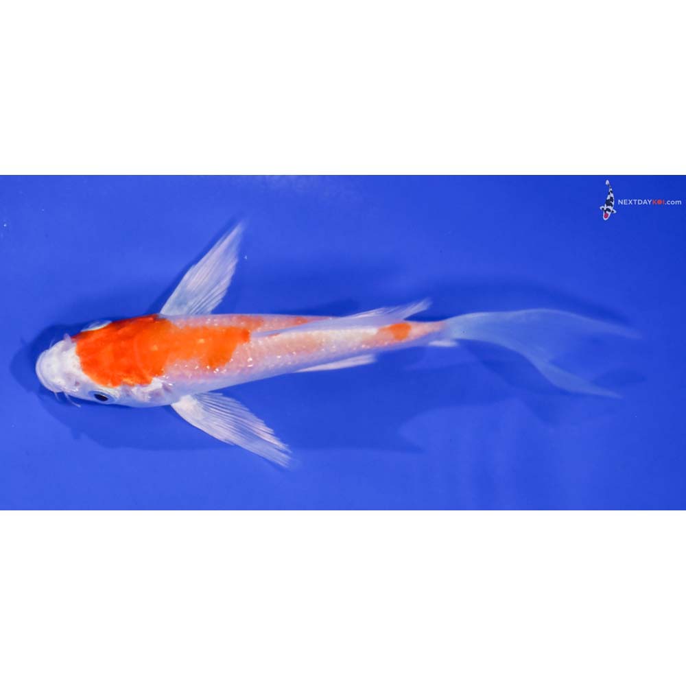 4.5” Imported Hariwake Butterfly Koi