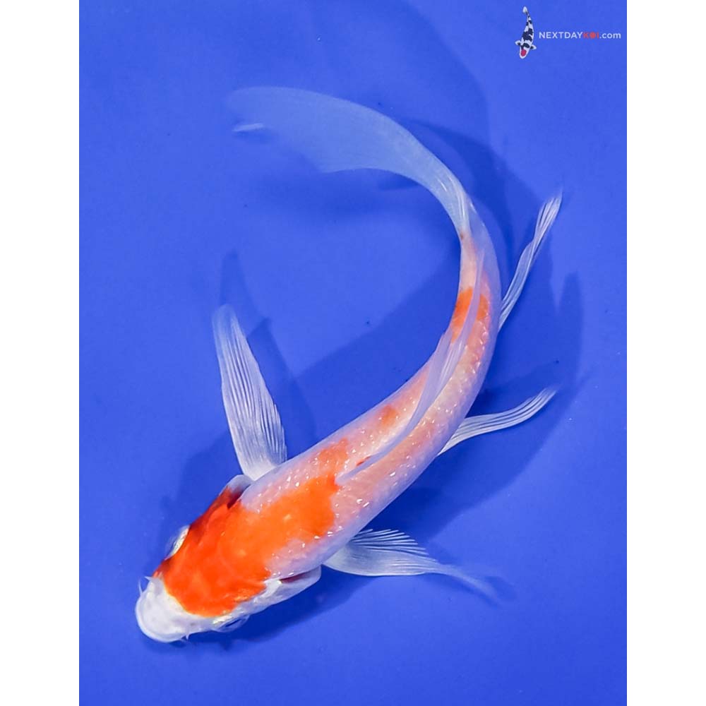 4.5” Imported Hariwake Butterfly Koi
