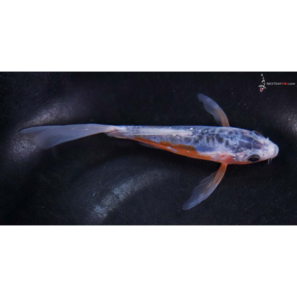 4.5” Imported Shusui Butterfly Koi