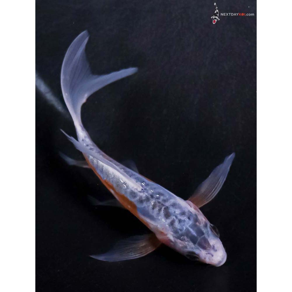 4.5” Imported Shusui Butterfly Koi