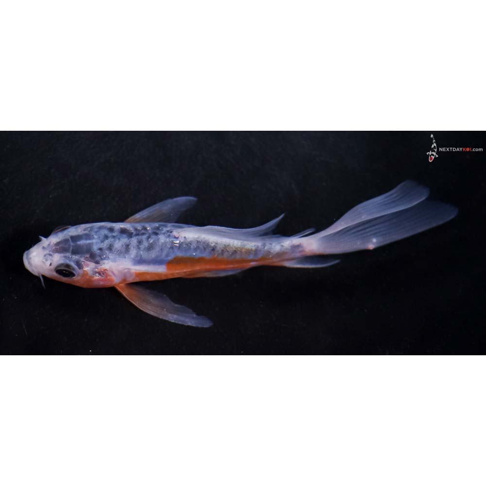 4.5” Imported Shusui Butterfly Koi