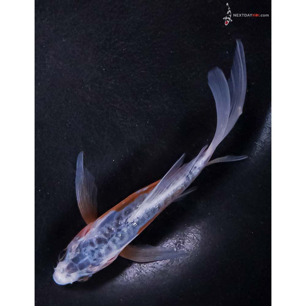 4.5” Imported Shusui Butterfly Koi