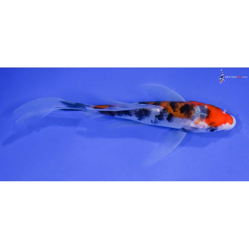 5” Imported Sanke Butterfly Koi