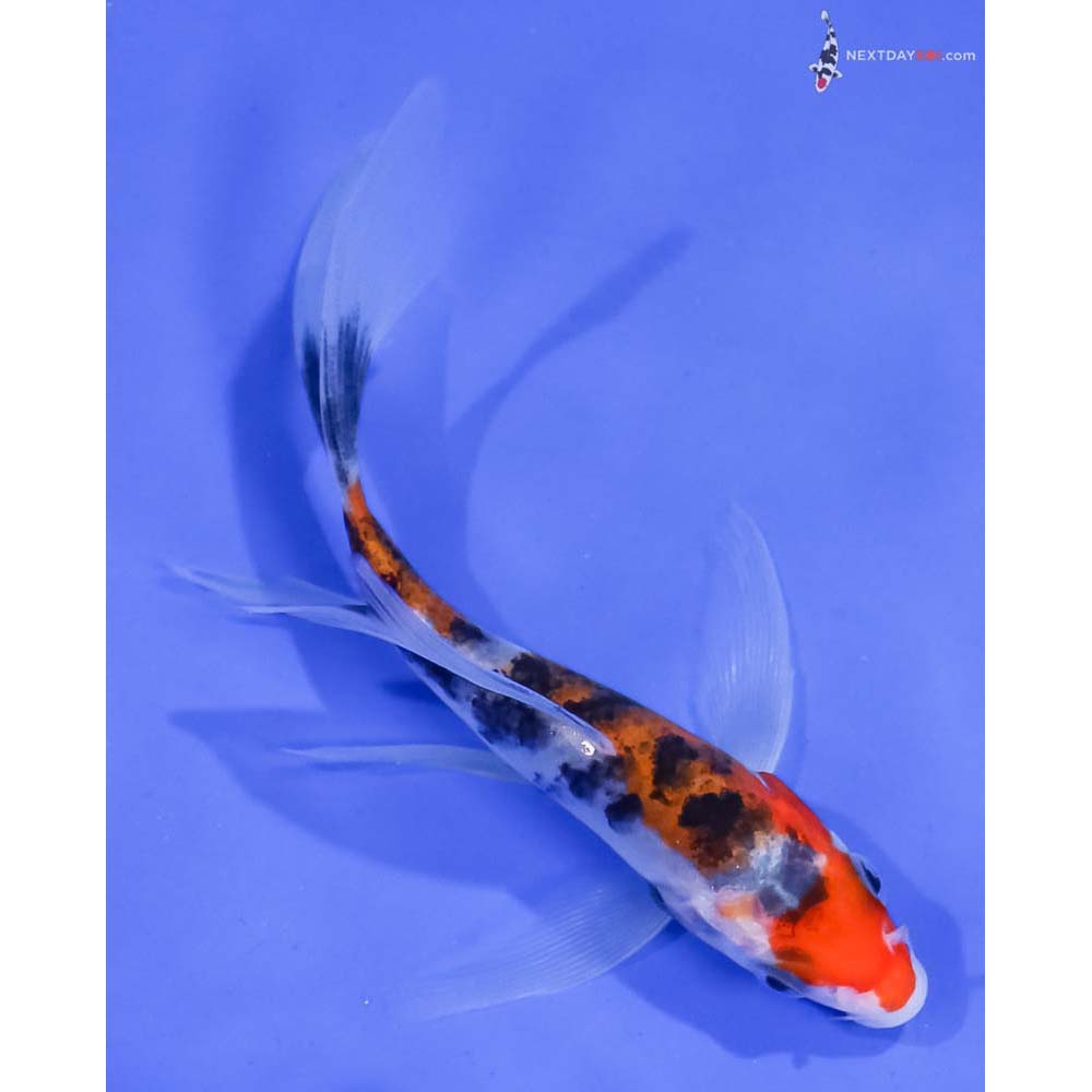 5” Imported Sanke Butterfly Koi