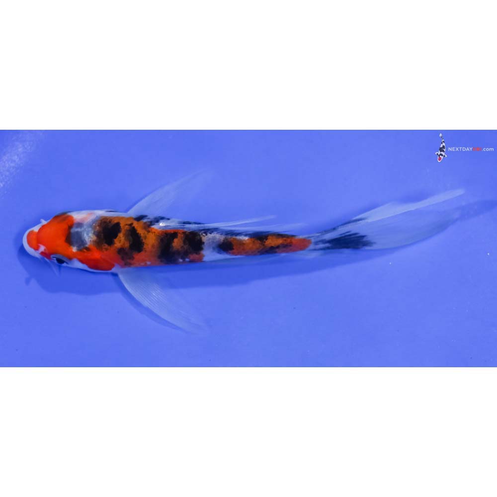 5” Imported Sanke Butterfly Koi