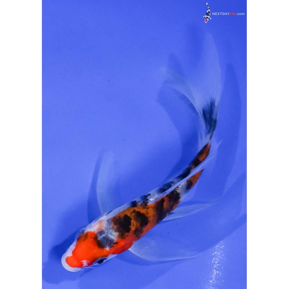 5” Imported Sanke Butterfly Koi