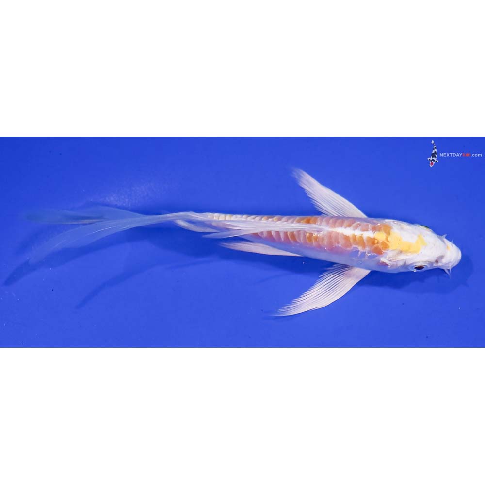 5” Imported Doitsu Lemon Hariwake Butterfly Koi