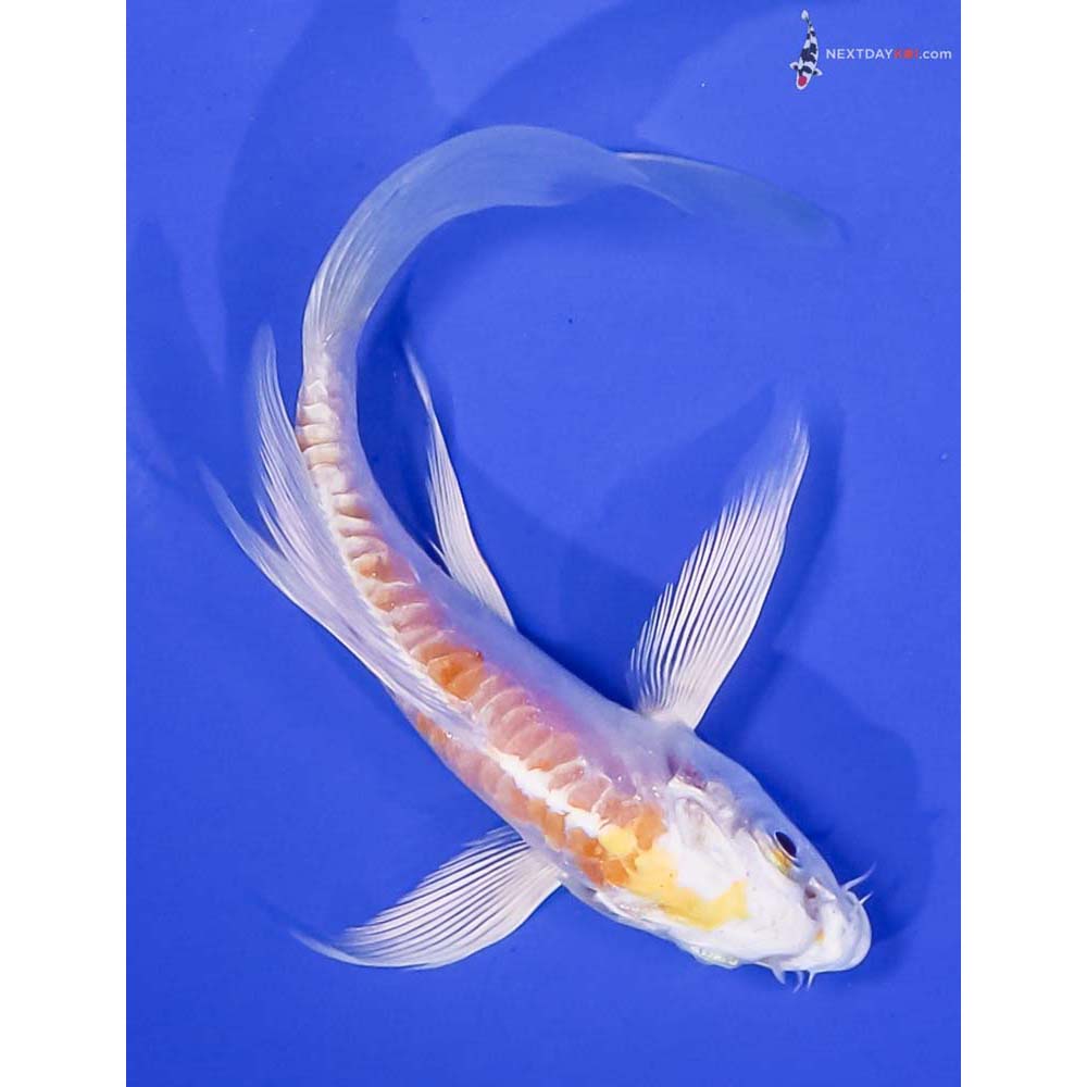 5” Imported Doitsu Lemon Hariwake Butterfly Koi