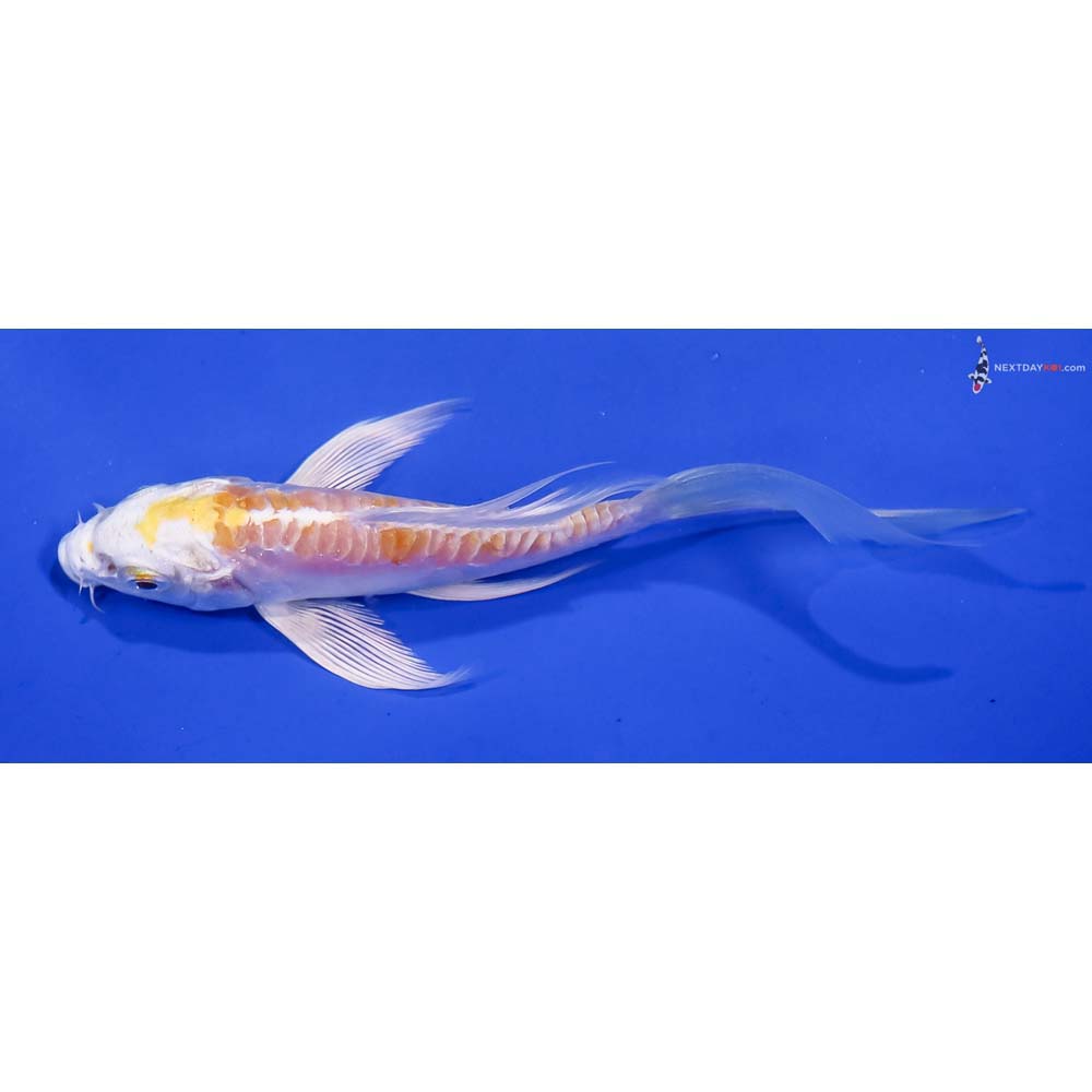 5” Imported Doitsu Lemon Hariwake Butterfly Koi
