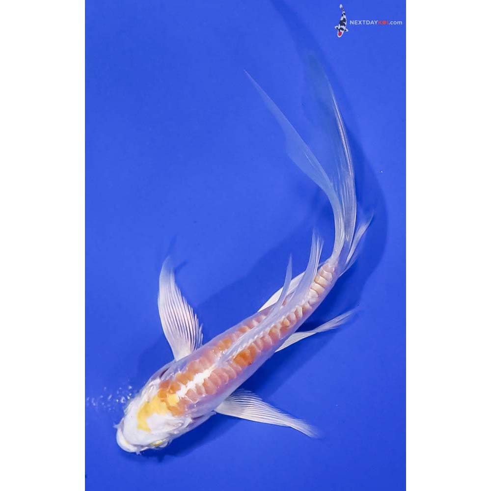 5” Imported Doitsu Lemon Hariwake Butterfly Koi