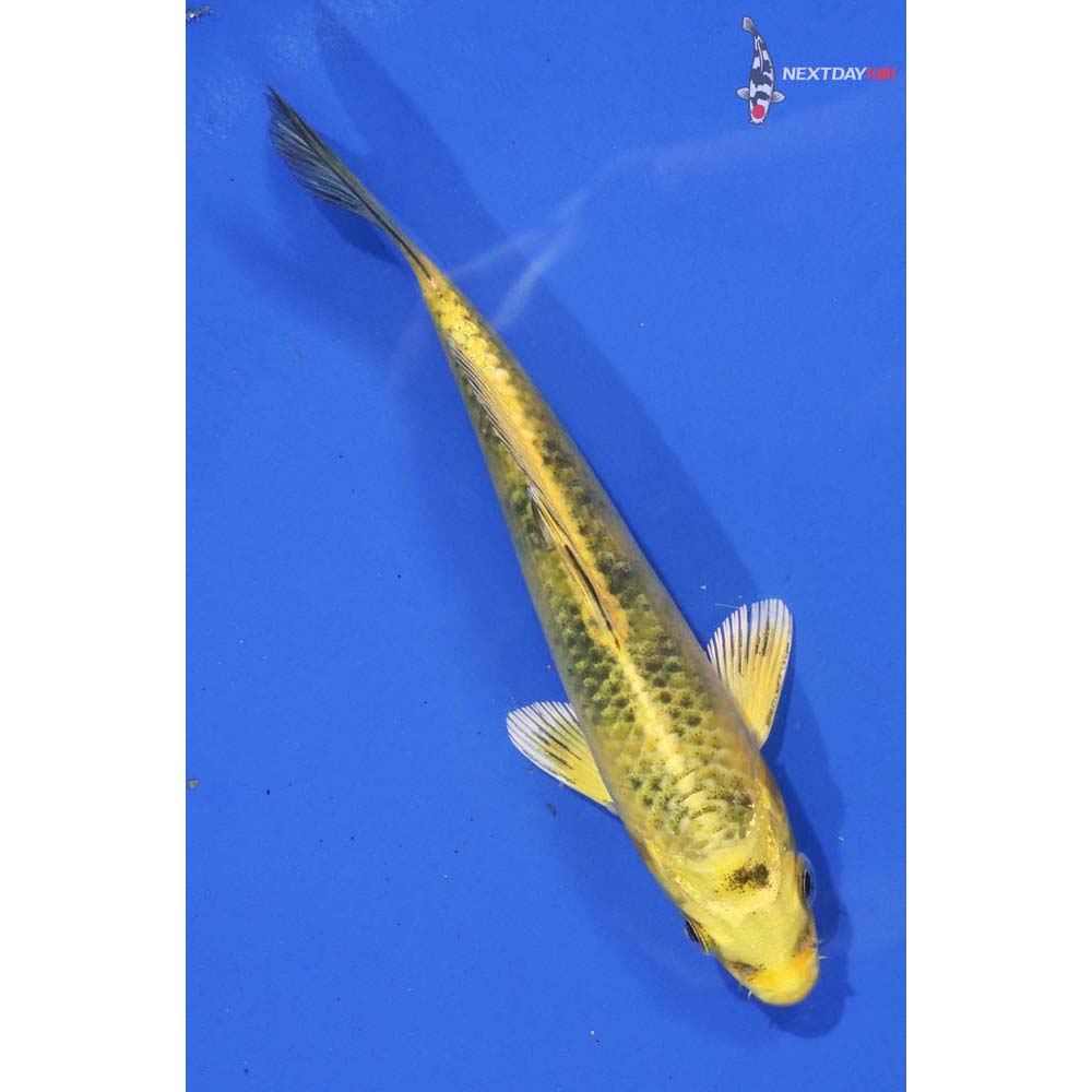 5.5” Imported Ki Matsuba