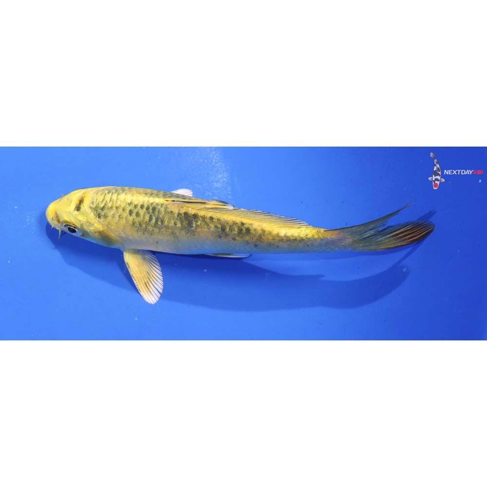 5.5” Imported Ki Matsuba