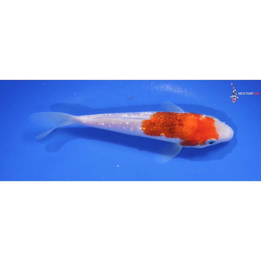 6” Imported Gin Rin Kohaku