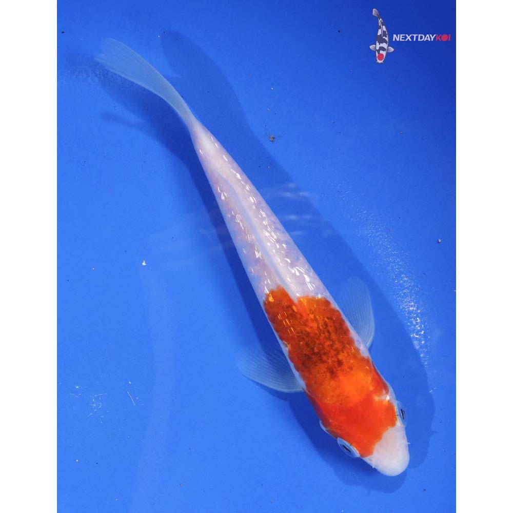 6” Imported Gin Rin Kohaku