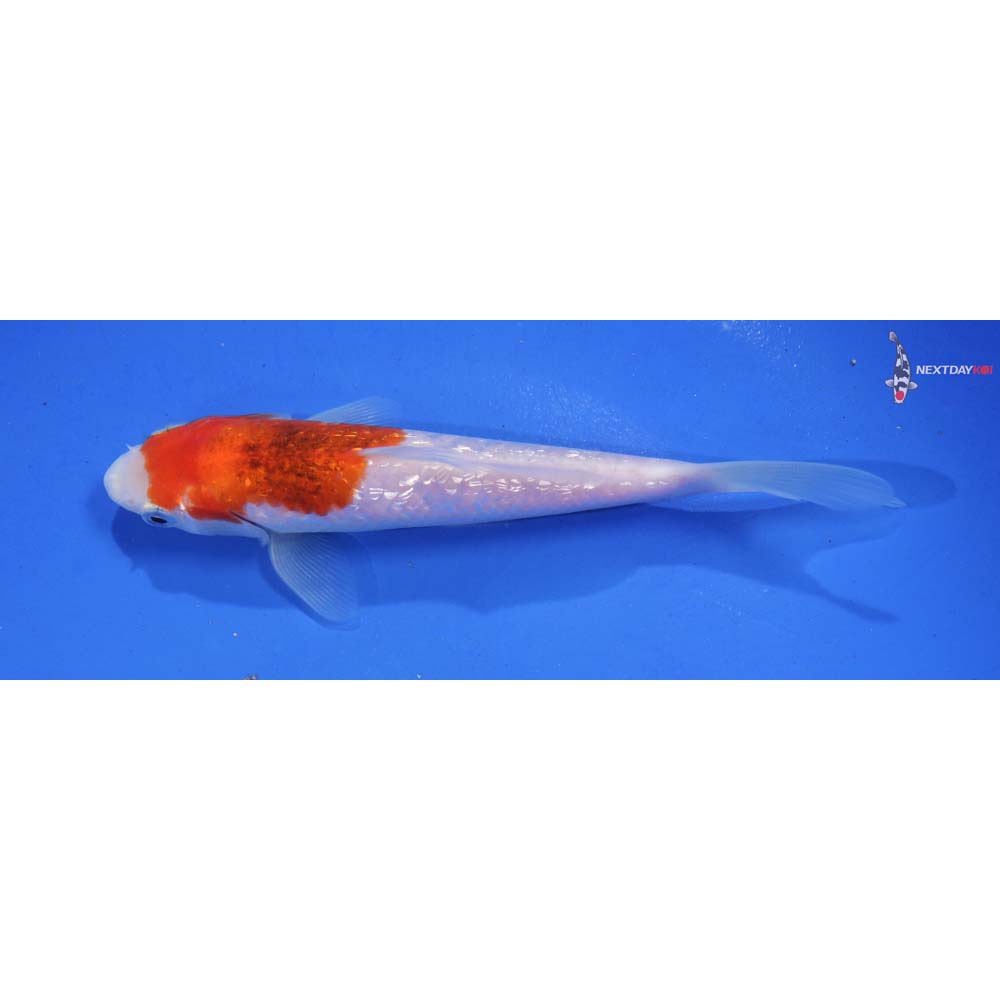 6” Imported Gin Rin Kohaku