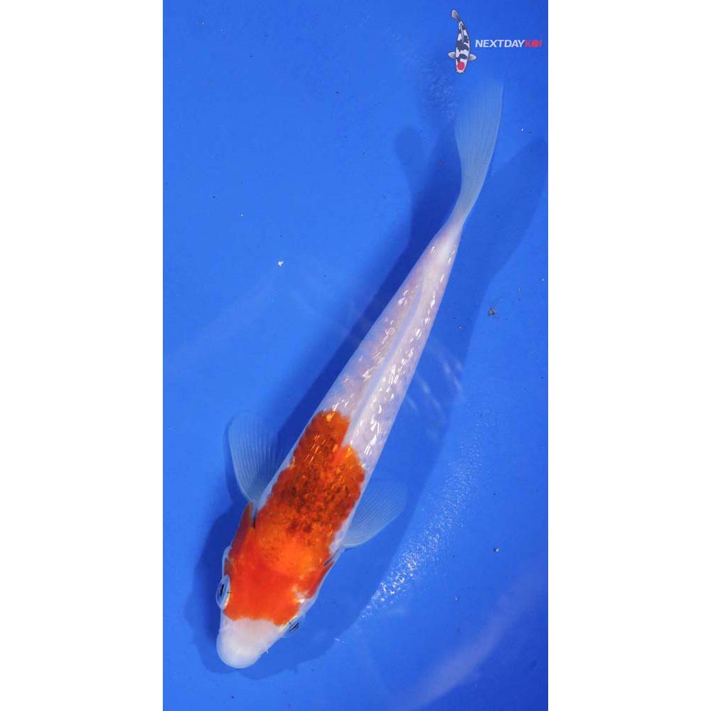 6” Imported Gin Rin Kohaku