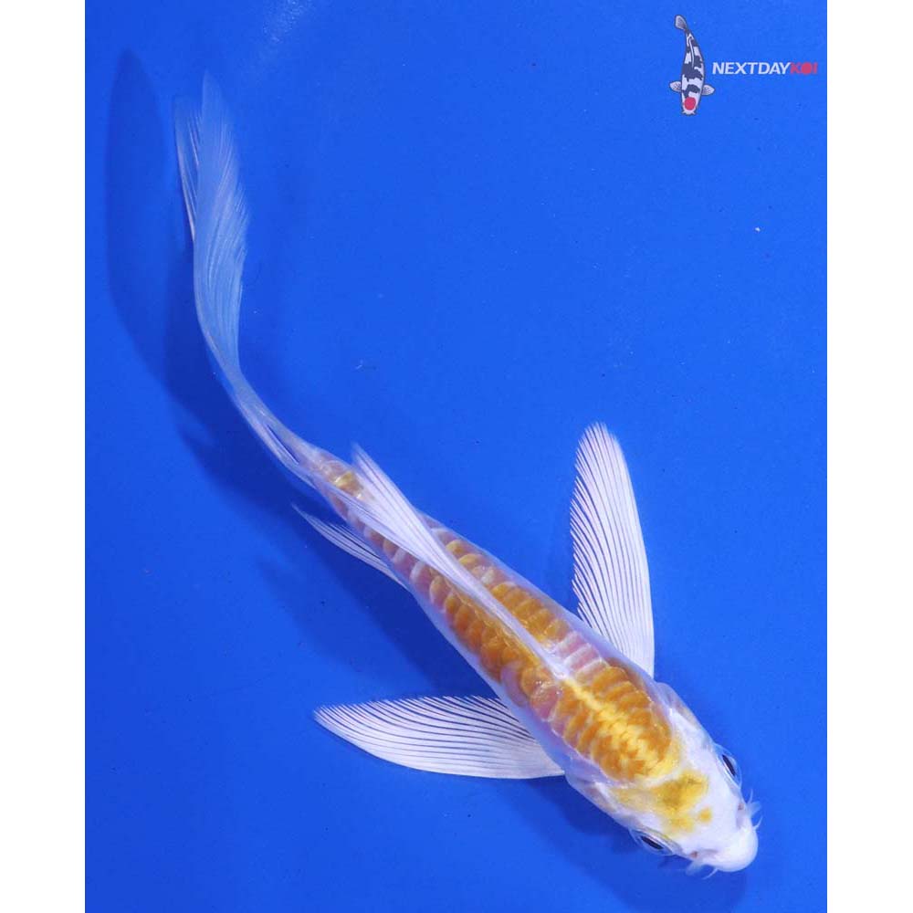 5” Imported Doitsu Lemon Hariwake Butterfly Koi