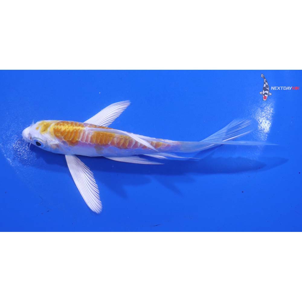 5” Imported Doitsu Lemon Hariwake Butterfly Koi