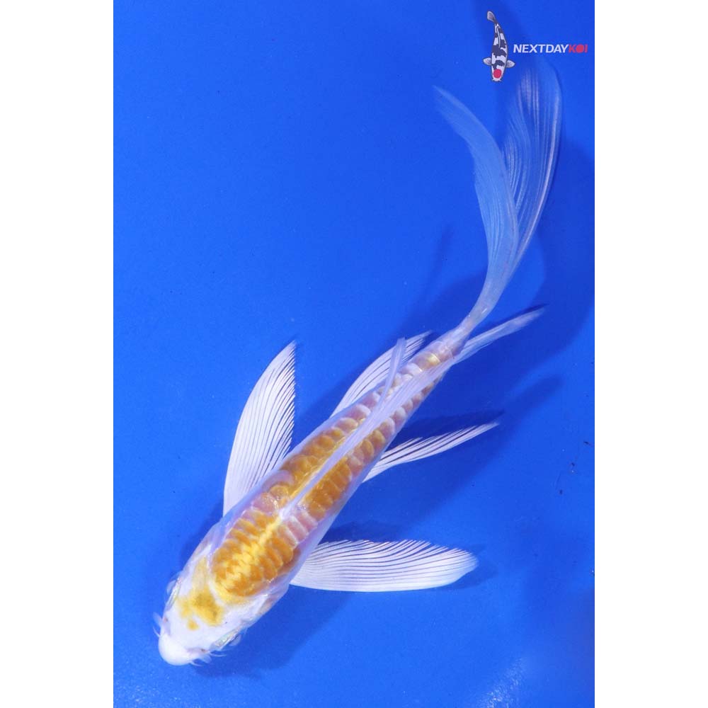 5” Imported Doitsu Lemon Hariwake Butterfly Koi