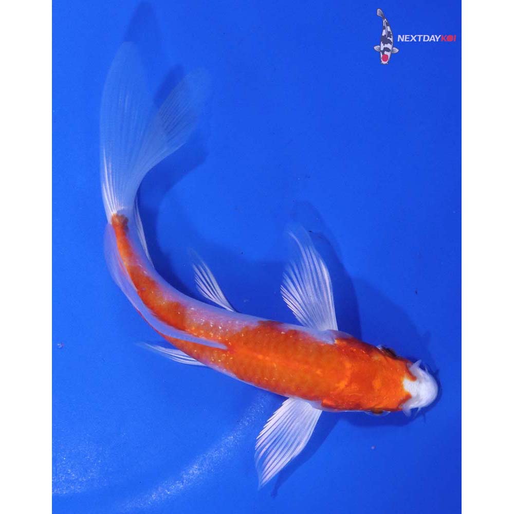 5.5” Imported Hariwake Butterfly Koi